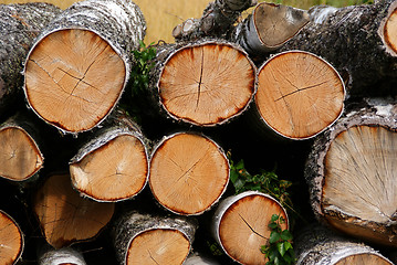 Image showing Birch Logs