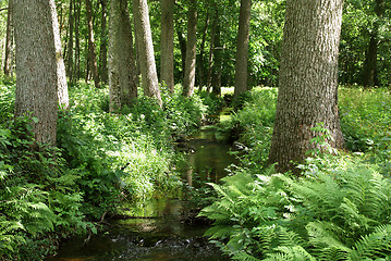 Image showing Green Brook