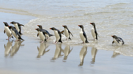 Image showing Rockhopper penguins (Eudyptes chrysocome)