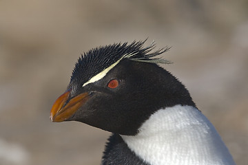 Image showing Rockhopper penguin (Eudyptes chrysocome)