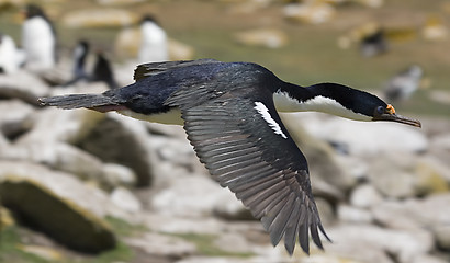 Image showing King cormorant (Phalacrocorax atriceps)