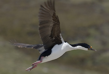 Image showing King cormorant (Phalacrocorax atriceps)