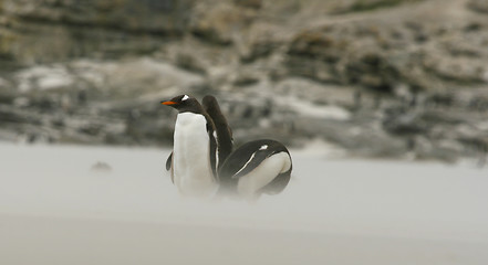 Image showing Gentoo penguins (Pygoscelis papua)