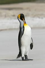 Image showing King penguin (Aptenodytes patagonicus)