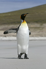 Image showing King penguin (Aptenodytes patagonicus)
