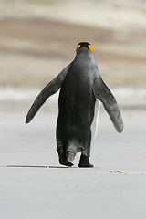 Image showing King penguin (Aptenodytes patagonicus)