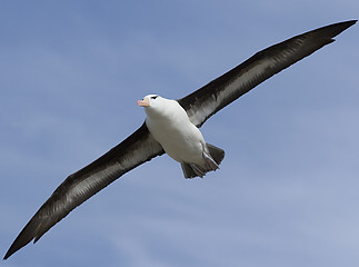 Image showing Black-browed albatross (Diomedea melanophris)