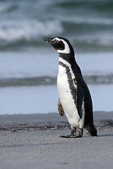 Image showing Magellanic penguin (Spheniscus magellanicus)