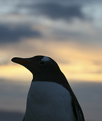 Image showing Gentoo penguin (Pygoscelis papua)