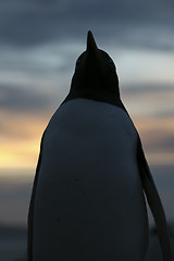 Image showing Gentoo penguin (Pygoscelis papua)