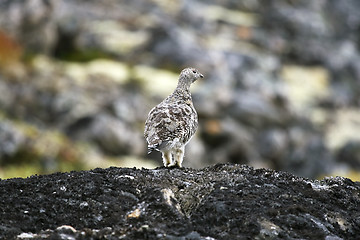 Image showing Ptarmigan (Lagopus mutus)