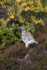 Image showing Ptarmigan (Lagopus mutus)