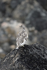 Image showing Ptarmigan (Lagopus mutus)