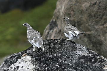 Image showing Ptarmigans (Lagopus mutus)