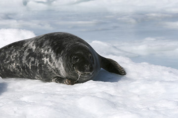 Image showing Grey seal