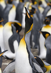 Image showing King penguin (Aptenodytes patagonicus)