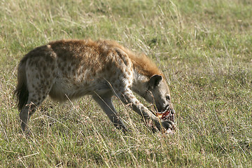 Image showing Spotted hyena (Crocuta crocuta)