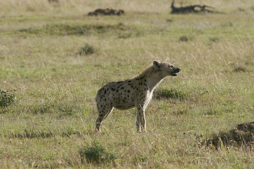 Image showing Spotted hyena (Crocuta crocuta)