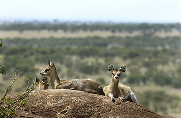 Image showing Klipspringers (Oreotragus oreotragus)