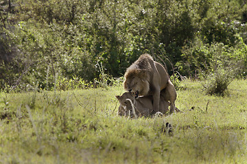 Image showing Lions (Pathera leo)