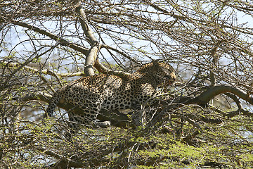 Image showing Leopard (Panthera pardus)