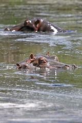 Image showing Hippos (Hippopotamus amphibius)