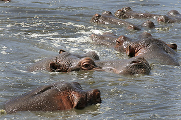 Image showing Hippos (Hippopotamus amphibius)