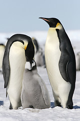 Image showing Emperor penguins (Aptenodytes forsteri)