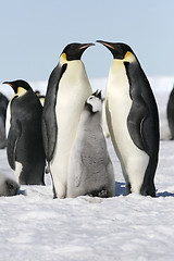 Image showing Emperor penguins (Aptenodytes forsteri)