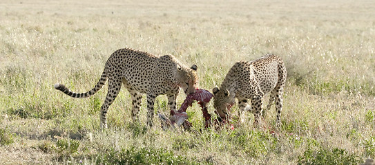 Image showing Cheetah (Acinonyx jubatus)