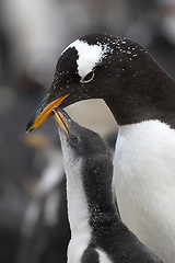 Image showing Gentoo penguins (Pygoscelis papua)