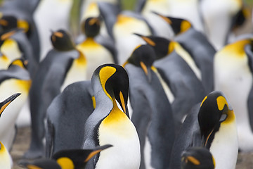 Image showing King penguins (Aptenodytes patagonicus)