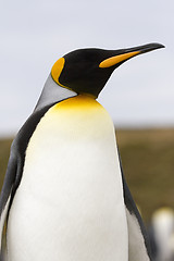 Image showing King penguin (Aptenodytes patagonicus)