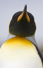 Image showing King penguin (Aptenodytes patagonicus)