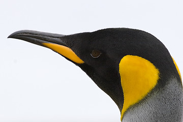 Image showing King penguin (Aptenodytes patagonicus)