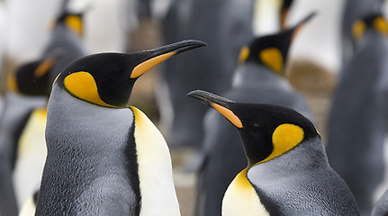 Image showing King penguins (Aptenodytes patagonicus)