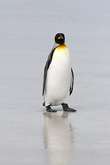 Image showing King penguin (Aptenodytes patagonicus)