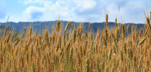 Image showing Cereals field