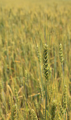 Image showing Cereal field