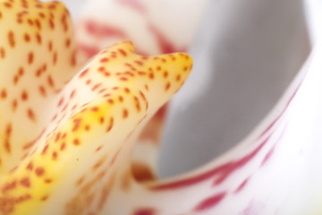 Image showing orchid