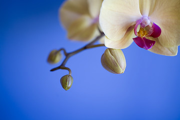 Image showing orchid