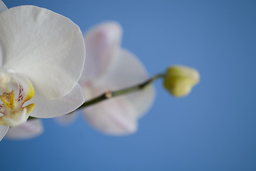 Image showing orchid