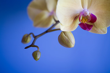 Image showing orchid