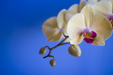 Image showing orchid