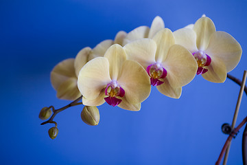 Image showing orchid