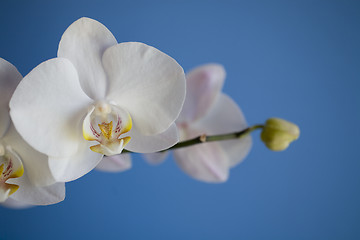 Image showing orchid