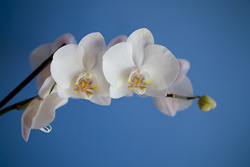 Image showing orchid