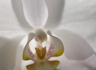 Image showing orchid