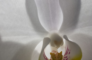 Image showing orchid