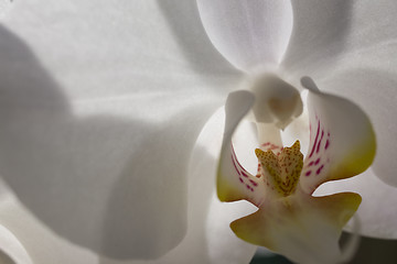 Image showing orchid